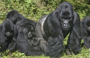 Gorilla Tracking Extension image 5